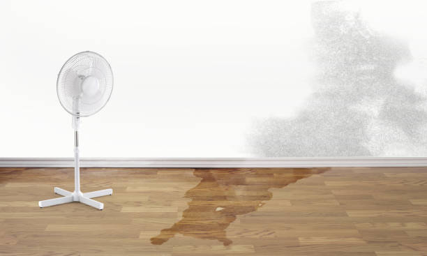Best Carpet water damage restoration  in West Easton, PA